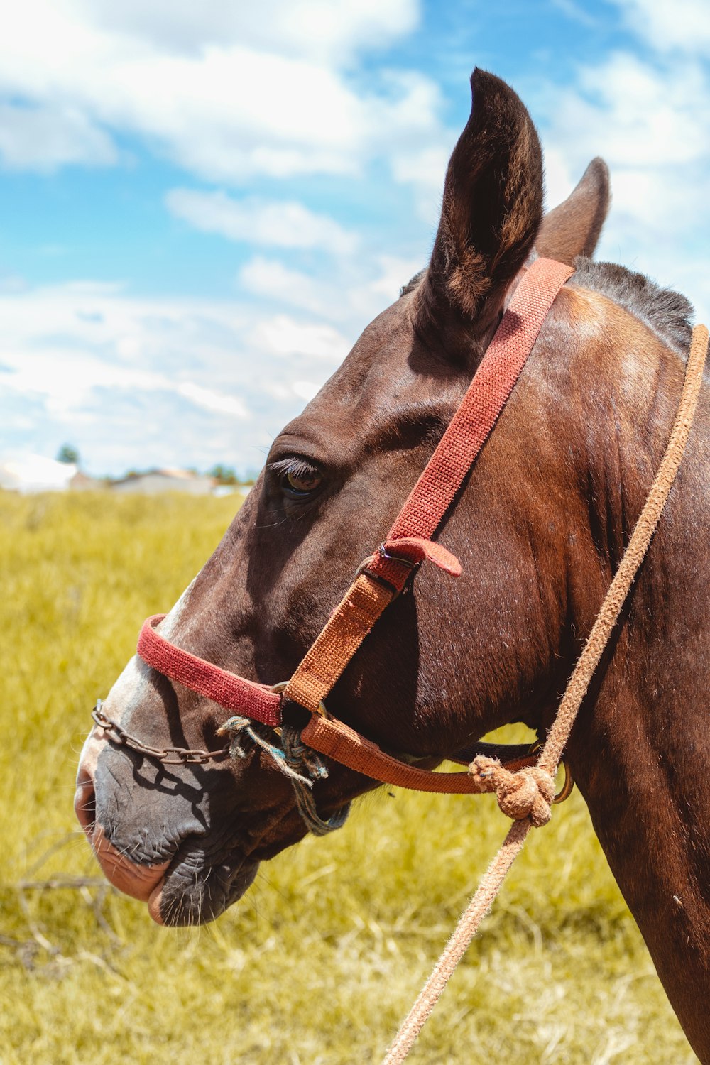 brown horse in close up photo