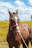 A calm young horse being gently led through groundwork exercises in a sunny paddock.