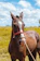 A calm young horse being gently led through groundwork exercises in a sunny paddock.