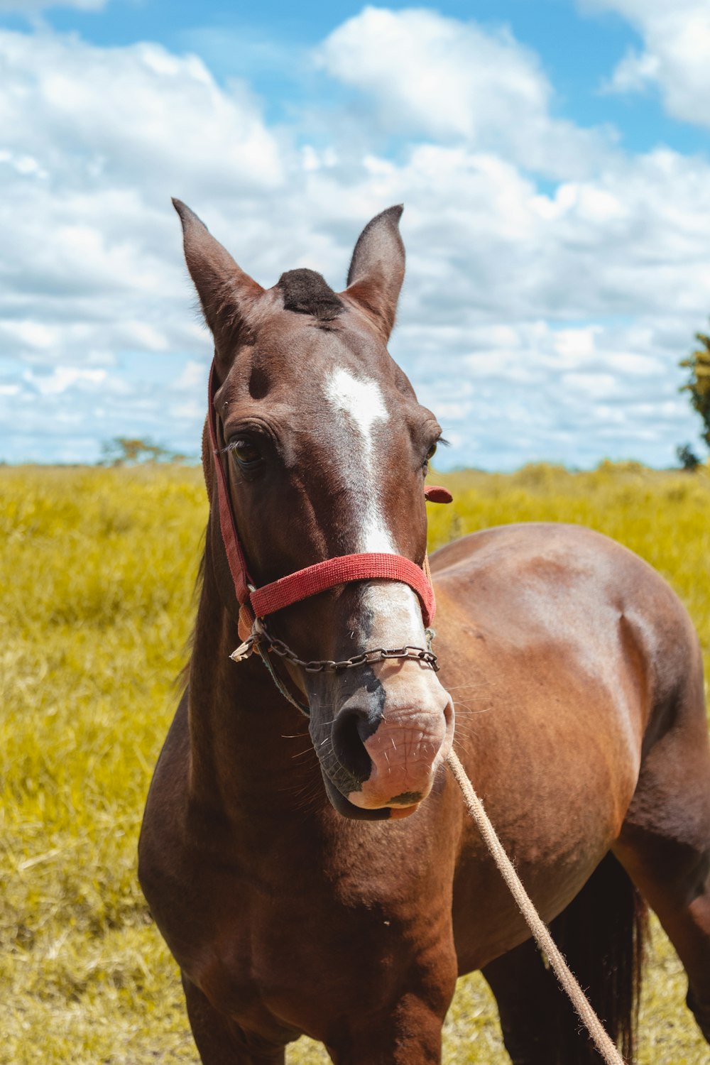 brown horse at grass field during daytime