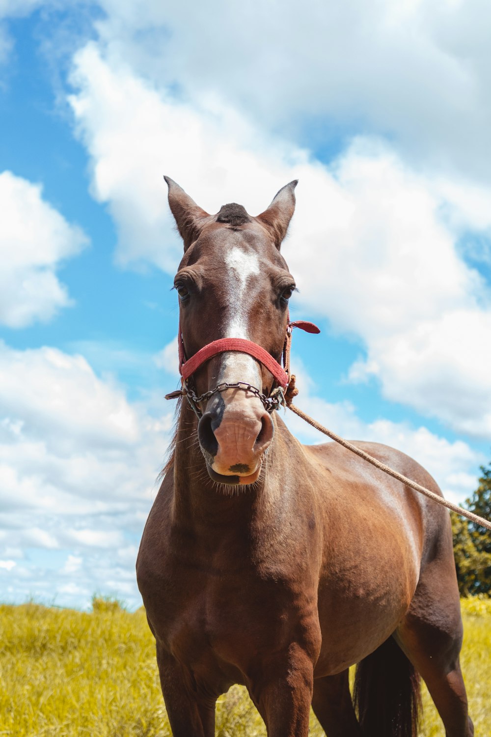 brown horse in front view