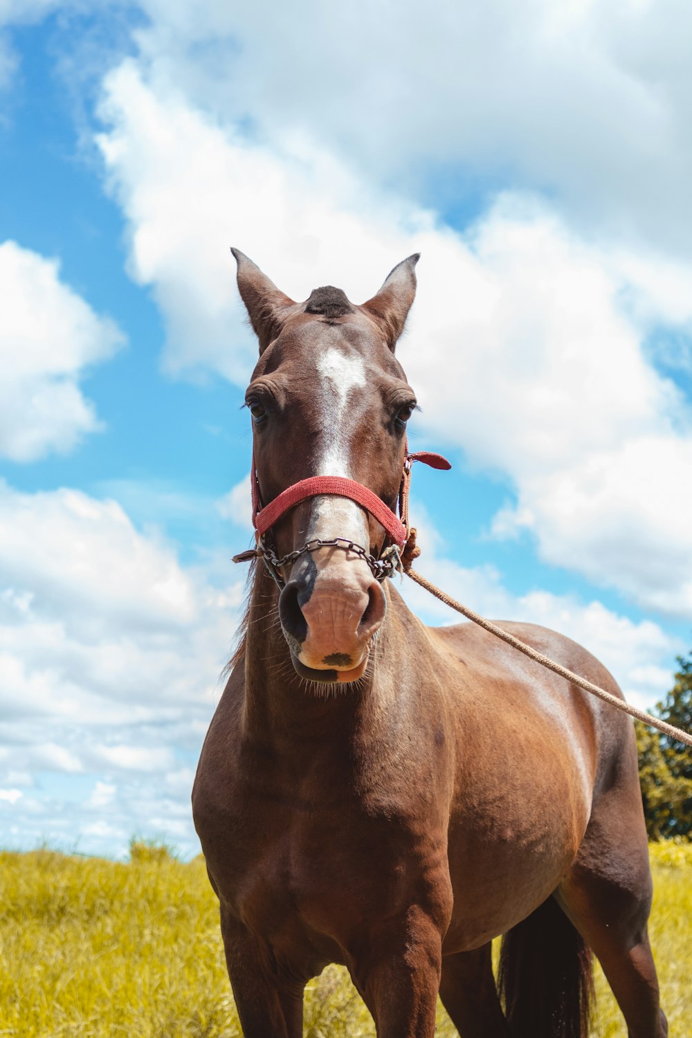 Brown horse in front view photo – Free Horse Image on Unsplash