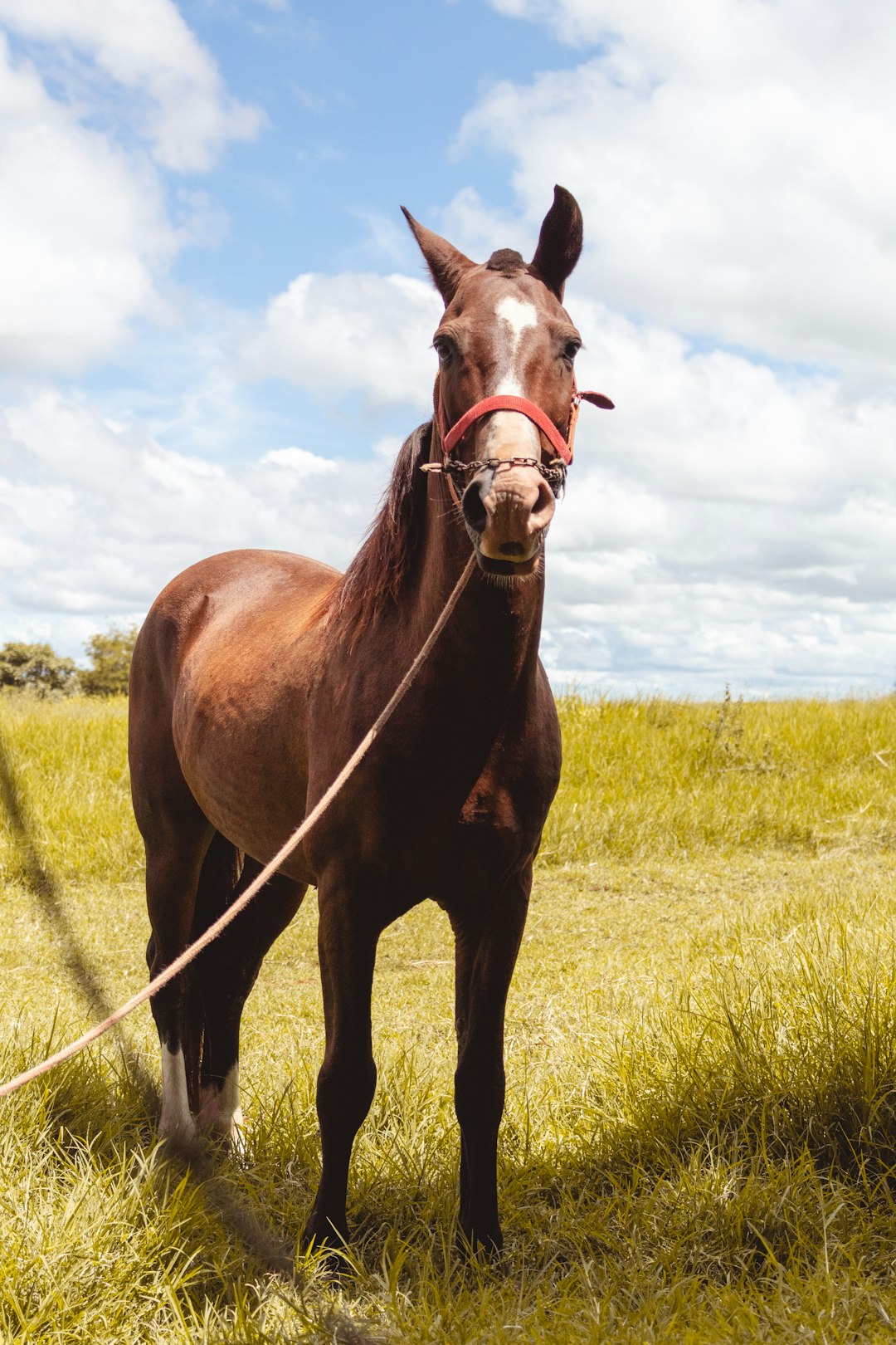 brown and white horse standing on green grass