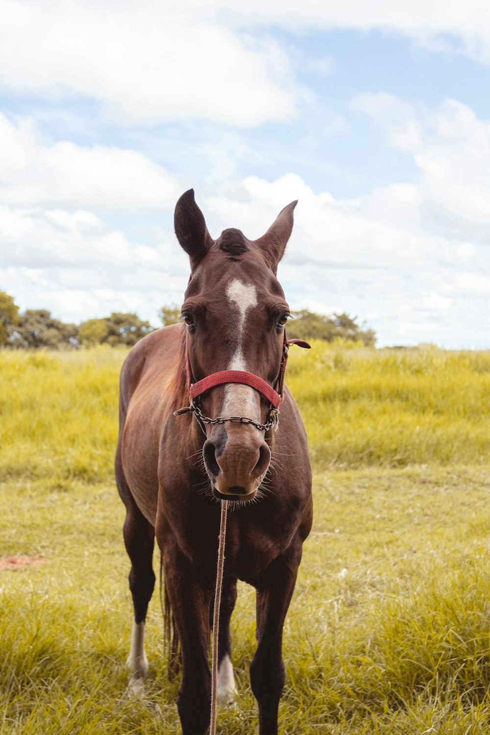 cheval noir en plein champ pendant la journée