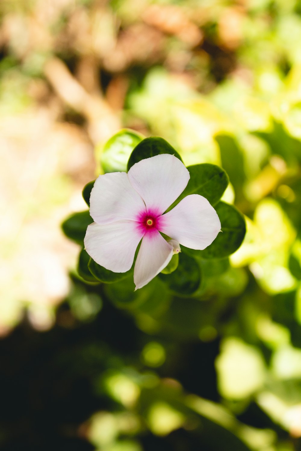closeup photography of white 5-petaled flower