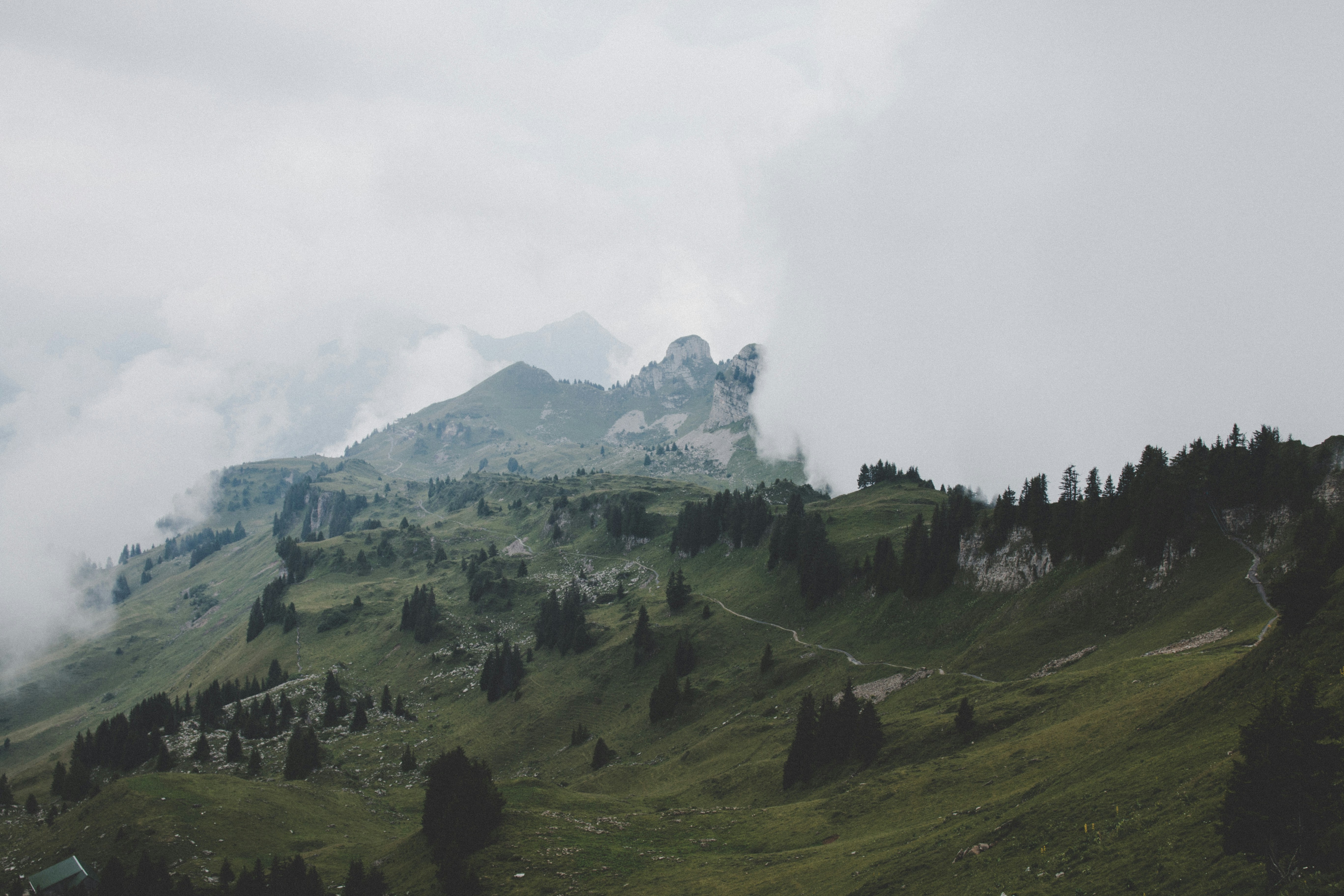 trees on green mountain