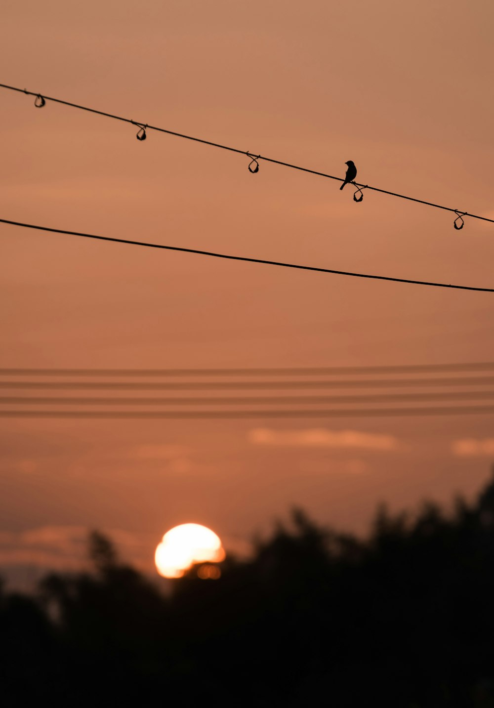 silhouette of bird porches on wire during sunset