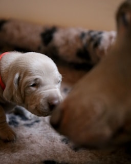 A small puppy with light fur, wearing a red collar, is seen nuzzling closely with another dog whose snout is partially visible. The setting appears cozy, with a soft, patterned blanket underneath.