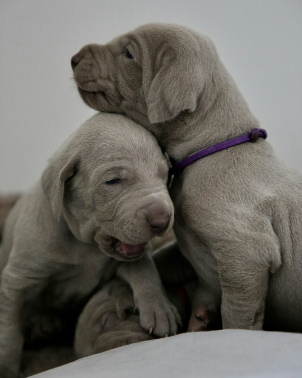 smiling two white puppies