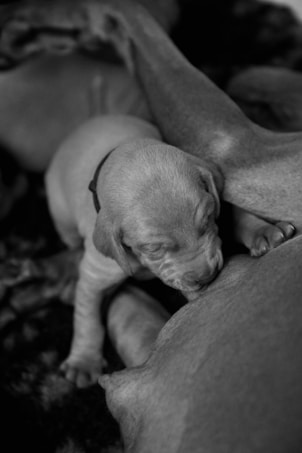 A black and white photograph of a newborn puppy nestled against the body of an adult dog, possibly its mother. The puppy appears to be resting or asleep, with its eyes closed and a slight lean against the older dog. The texture of fur and the gentle curves of the two animals create a soft, serene atmosphere.