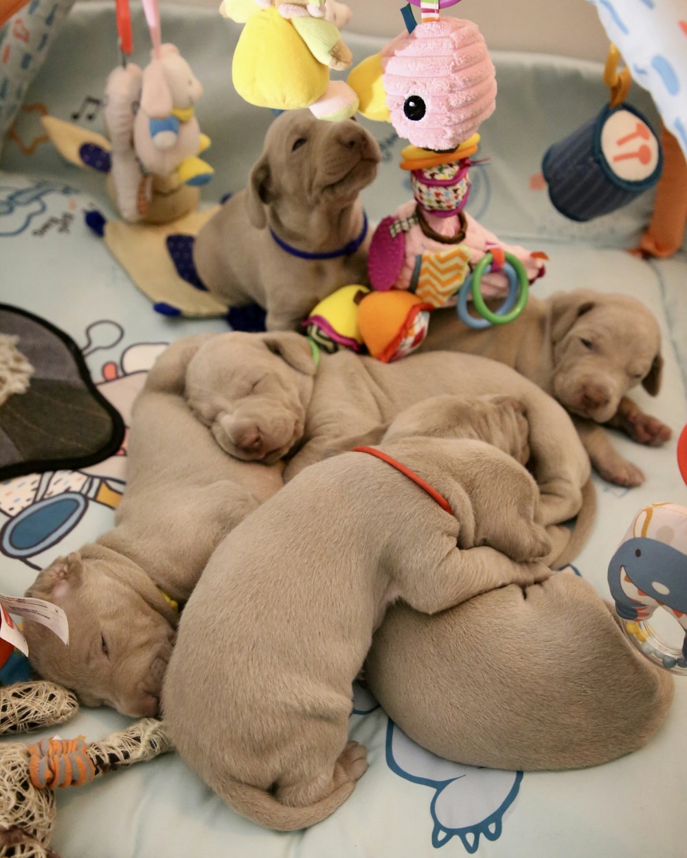 short-coated gray puppies with baby mobile