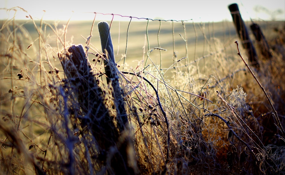 brown dried plant with fence