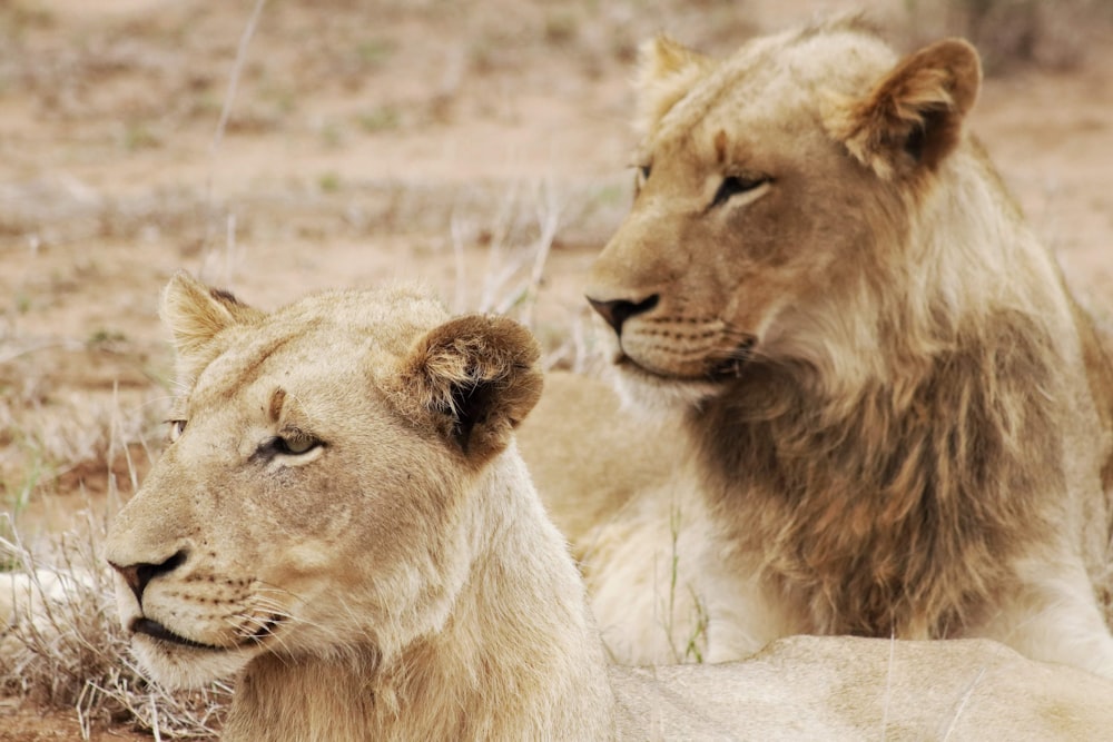 two beige lioness