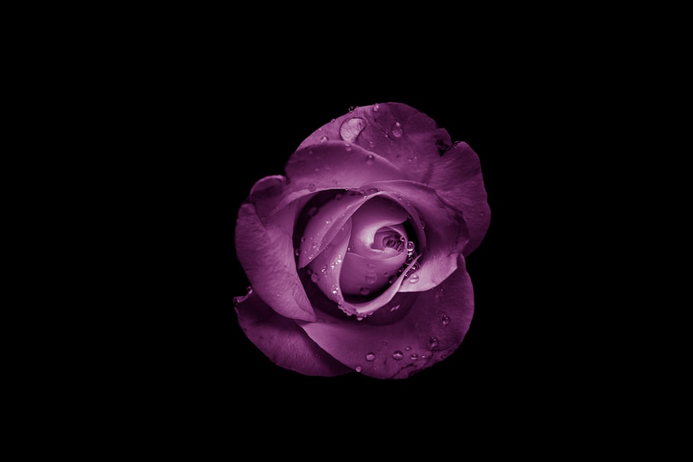 fleur de rose pourpre