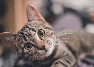 shallow focus photography of brown tabby cat