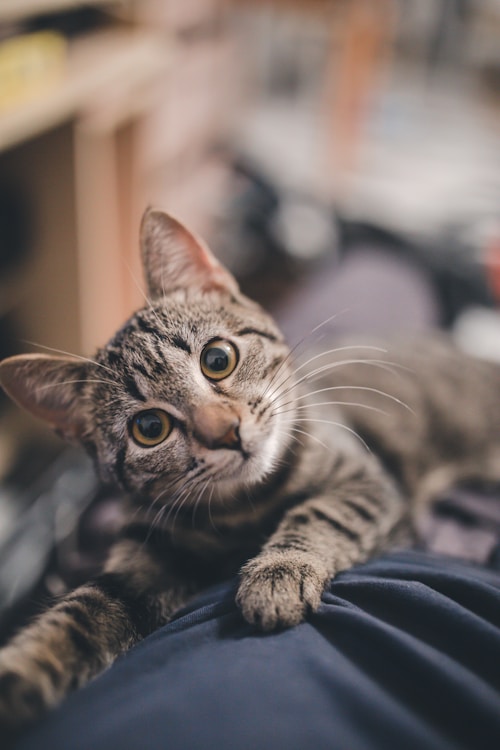 PetCare Connect