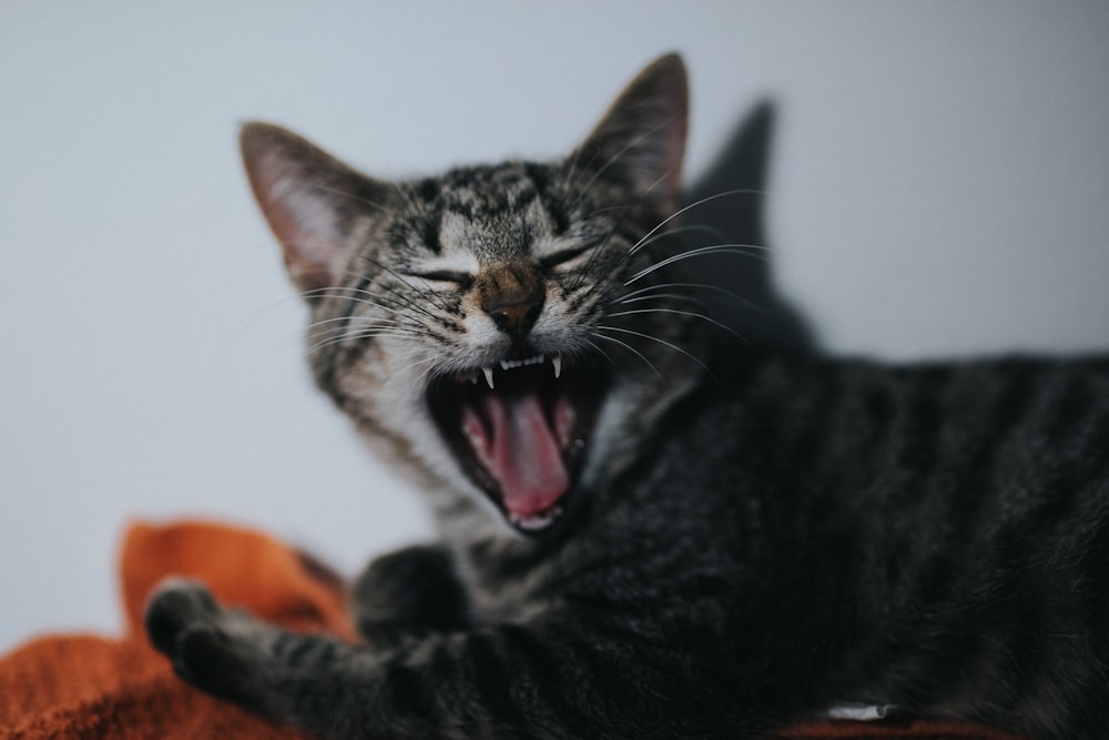 silver tabby cat yawning