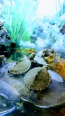 A group of small turtles resting on a rock in an aquarium setting. The background features aquatic plants and rocks with a soft, diffused lighting. The turtles' shells display intricate patterns, highlighting their natural beauty in the serene environment.
