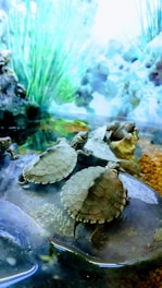 A stylish habitat featuring turtles resting near shiny red Ferrari F1 cars.