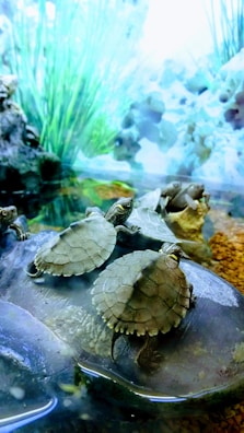 A group of small turtles resting on a rock in an aquarium setting. The background features aquatic plants and rocks with a soft, diffused lighting. The turtles' shells display intricate patterns, highlighting their natural beauty in the serene environment.