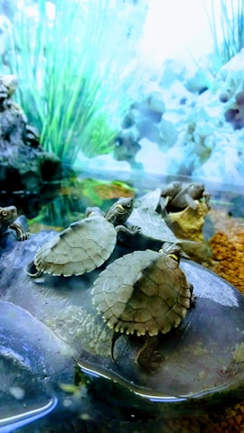 A selection of turtles in a serene aquatic environment.