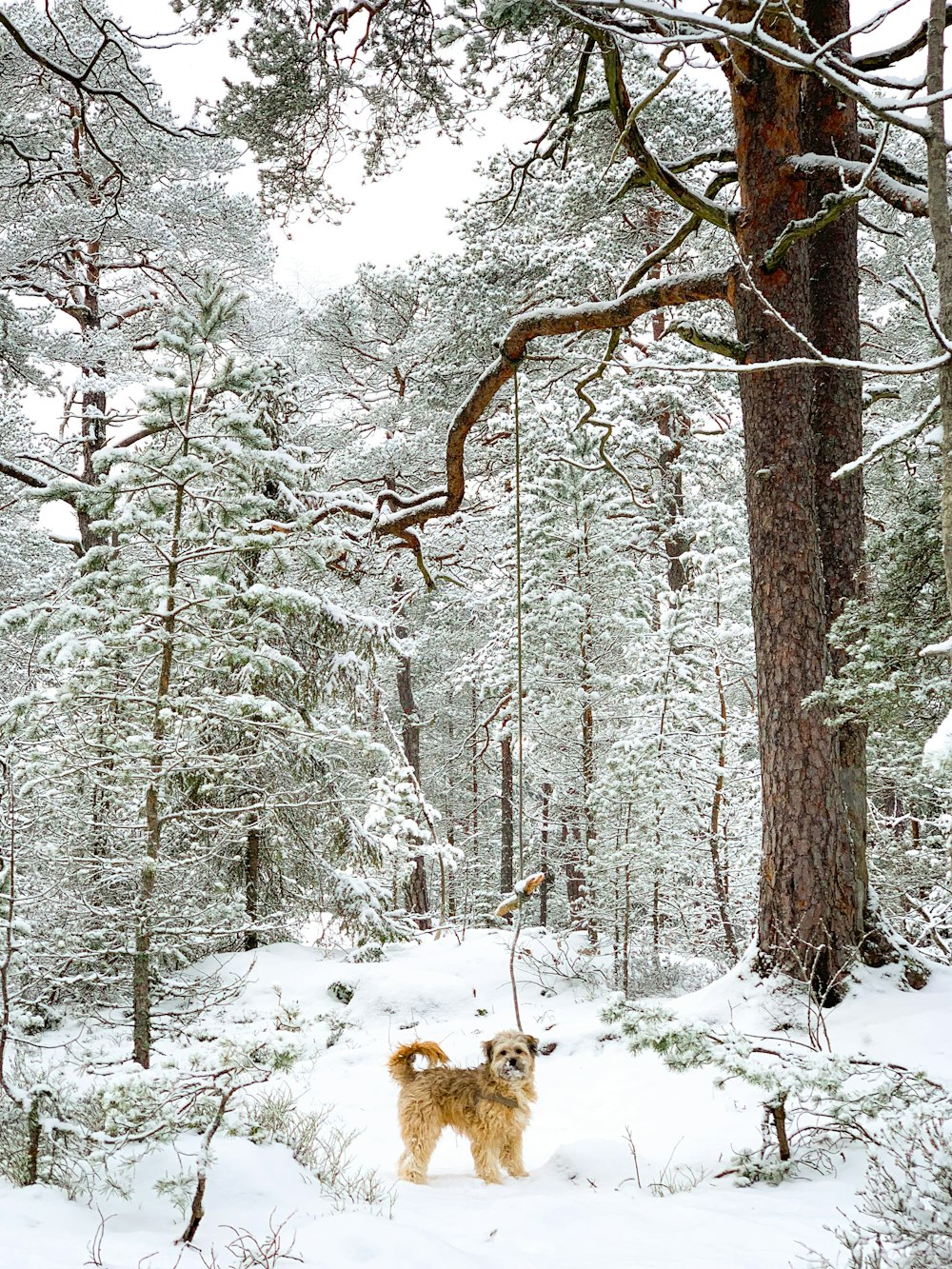 brown dog standing near trees