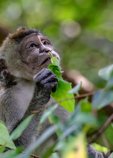 macaquinho cheirando uma folha