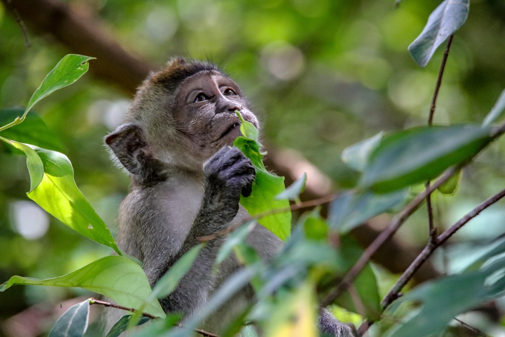 brown monkey on tree