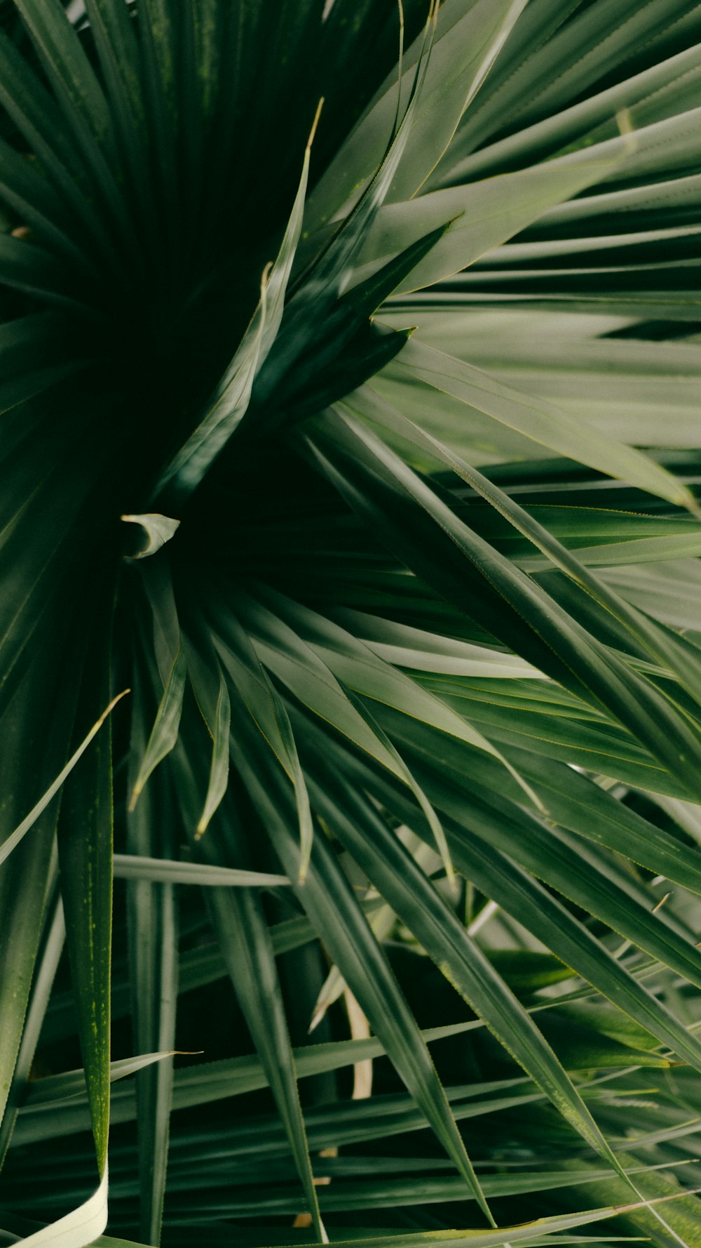 Fotografía de primer plano de la planta de palma verde