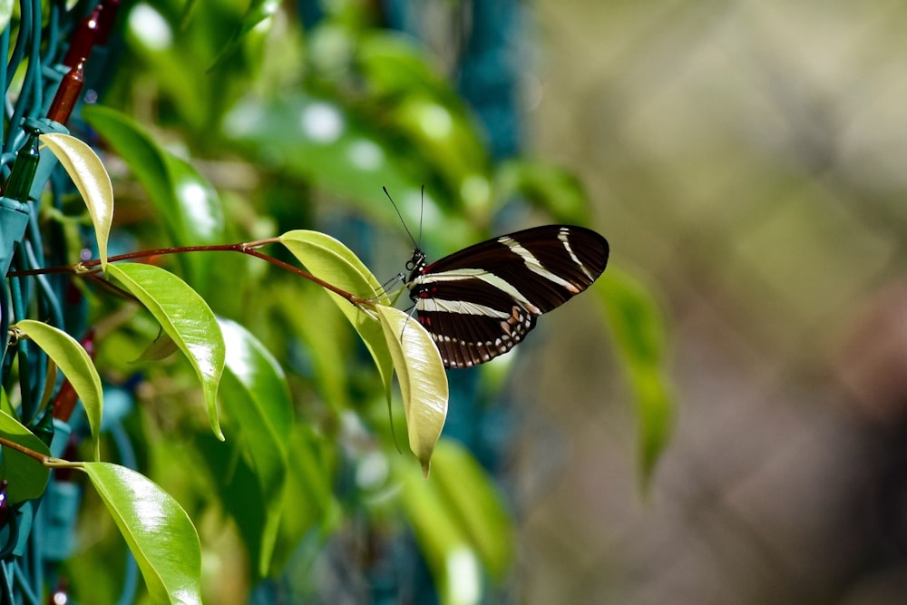 shallow focus photo of black butterfly on green leaf