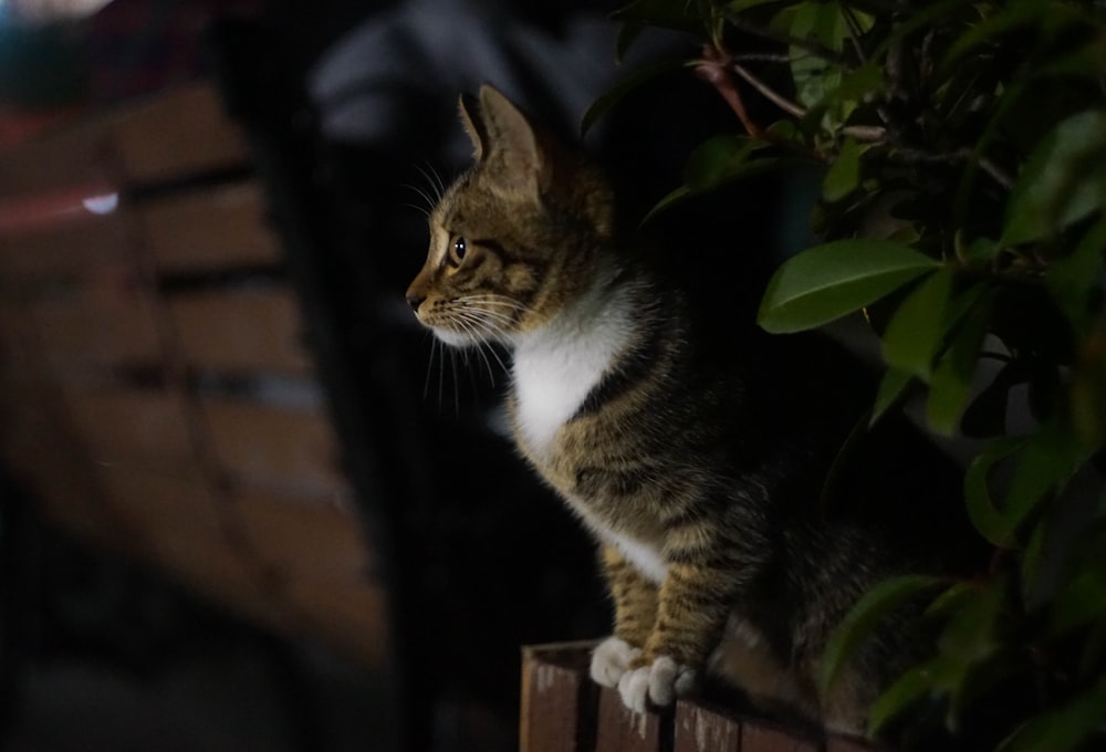 gatto grigio e nero a pelo corto