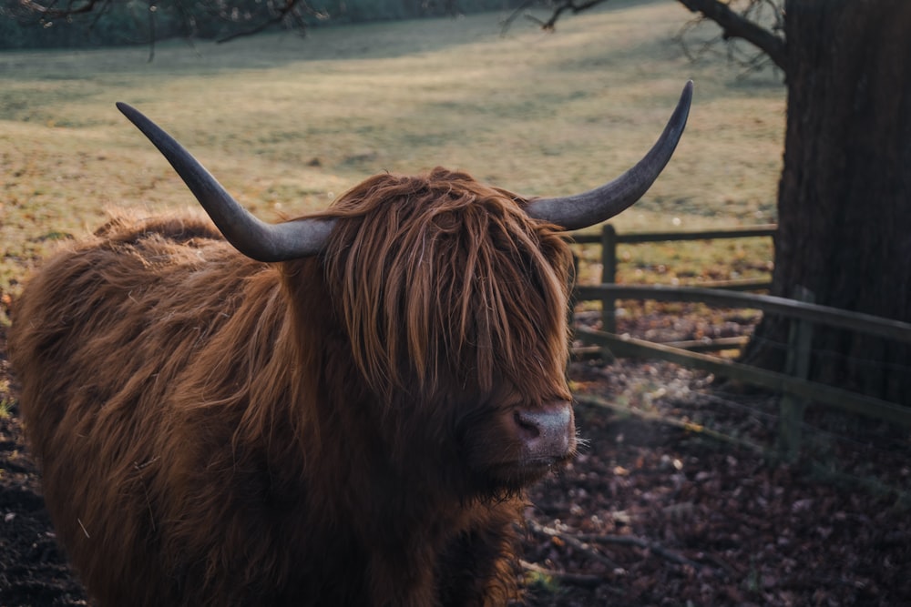 brown yak