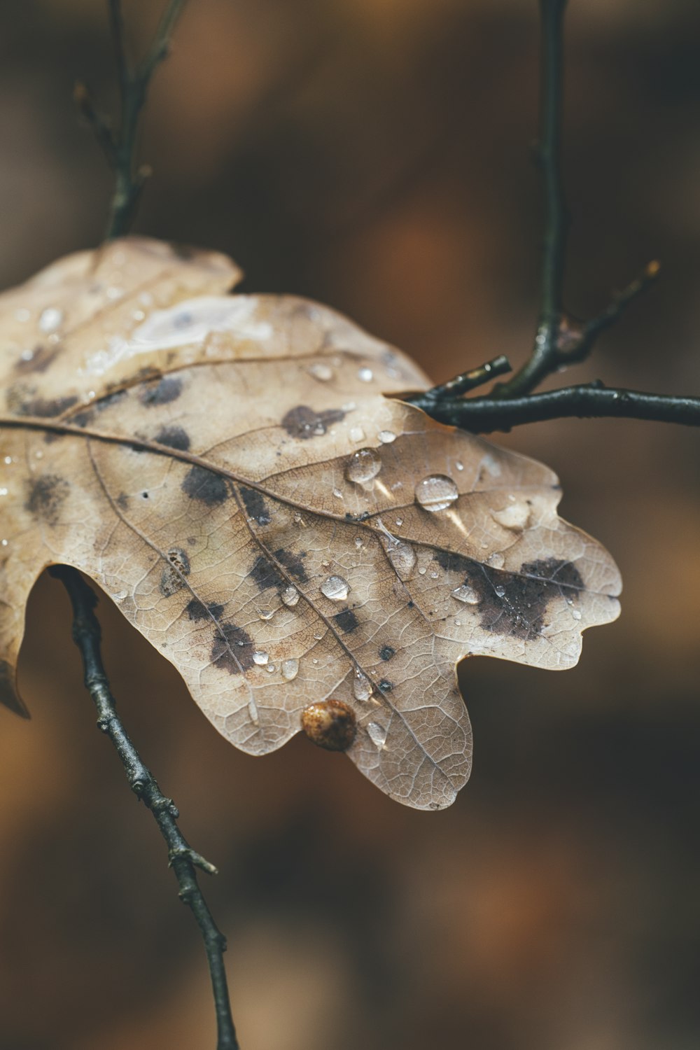 shallow focus photo of dried leaf