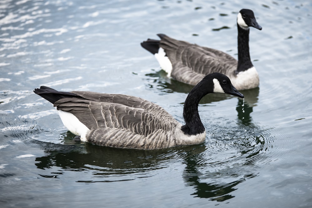 two black-and-white swans on body of water