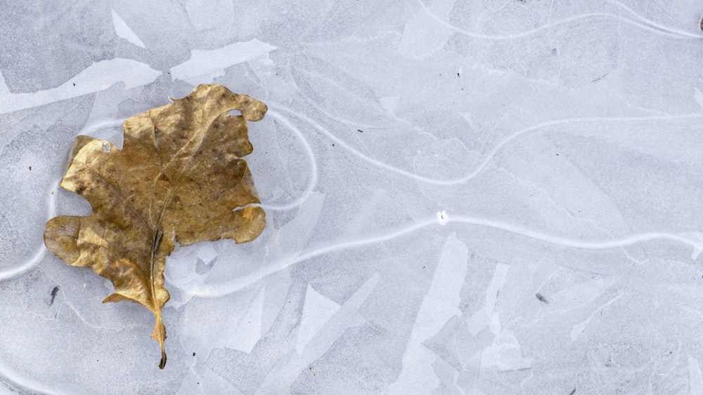 dried leaf on gray surface