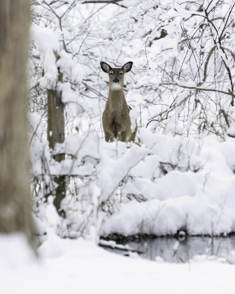brown deer standing in the middle of a snow-covered forest