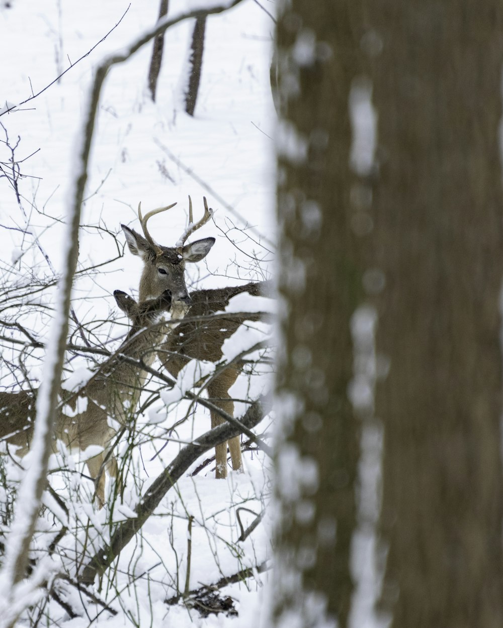 selective focus photography of deers on snow covered field