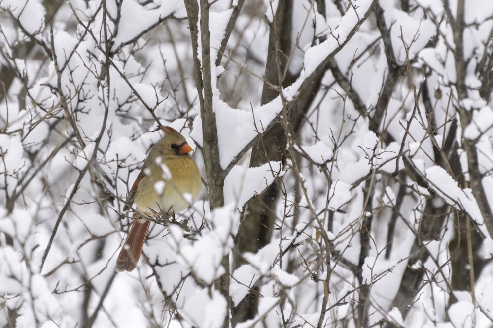 brown cardinal bird perching on tree branch