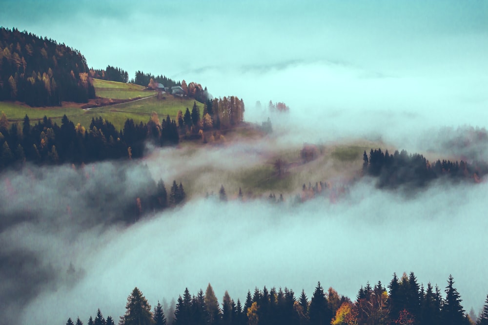 pine trees under white clouds