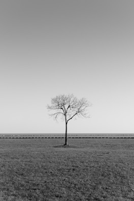 Black and white photo of a lone tree standing in an open field.