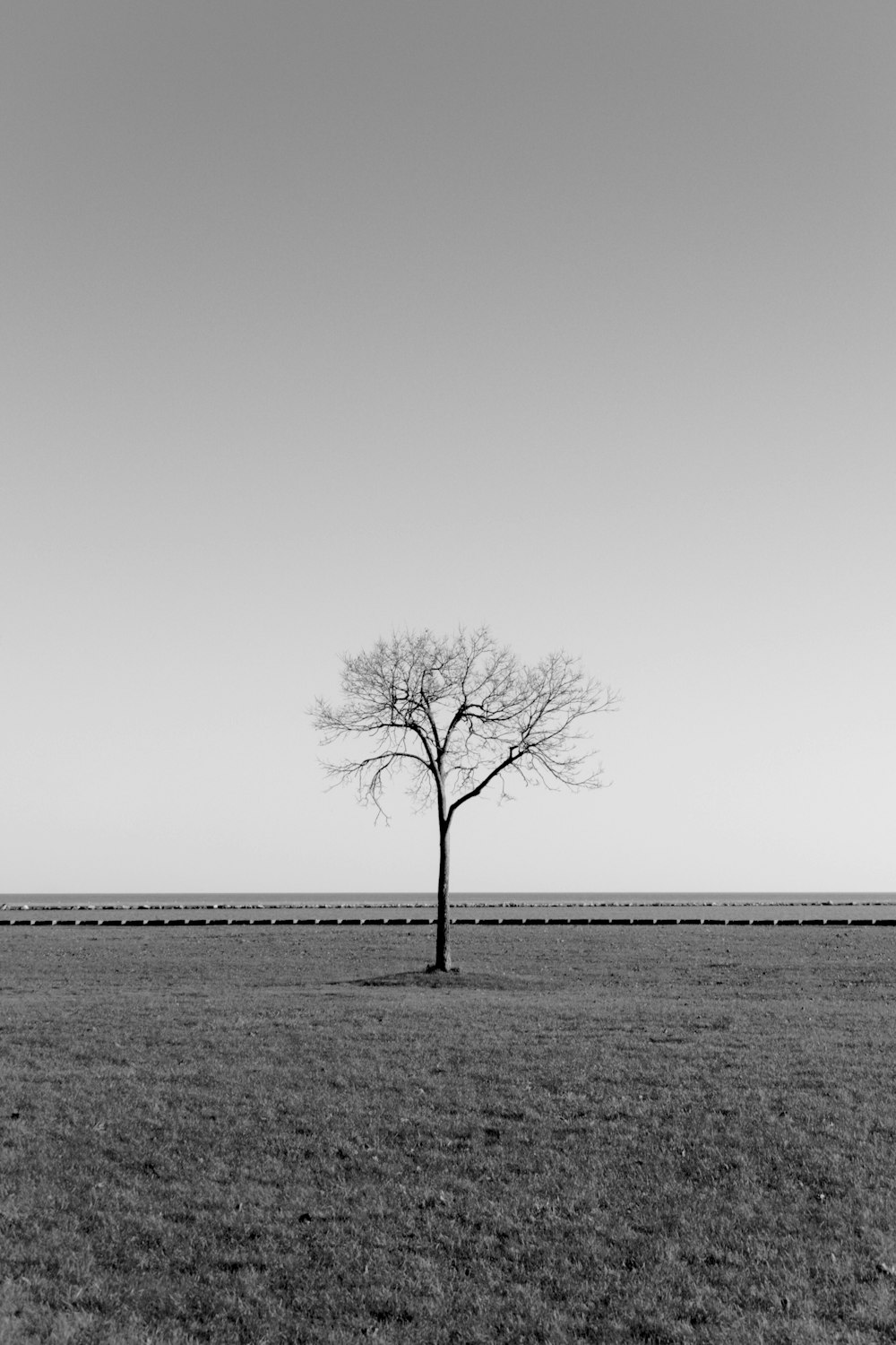 bare tree under gray sky