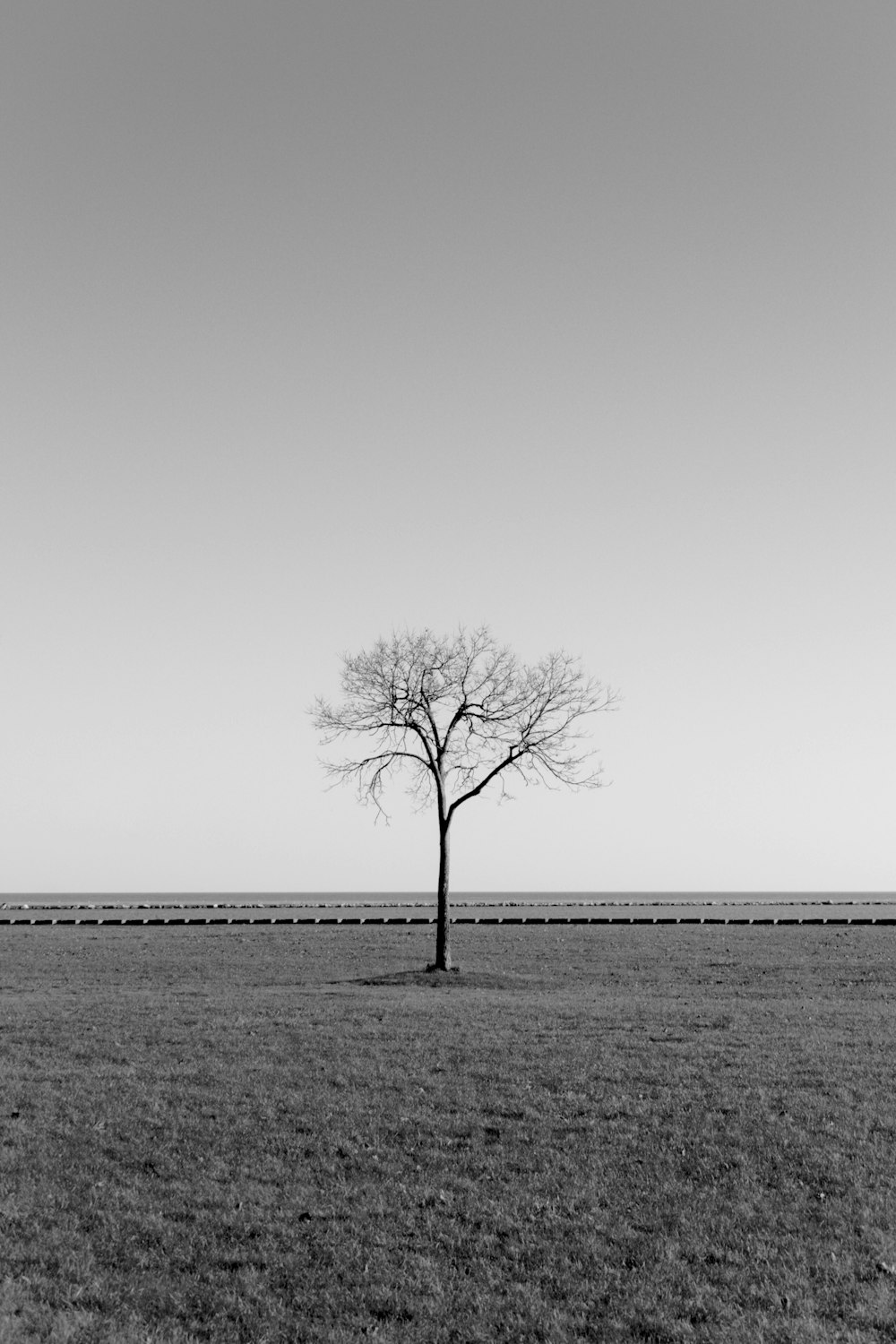 灰色の空の下の裸の木