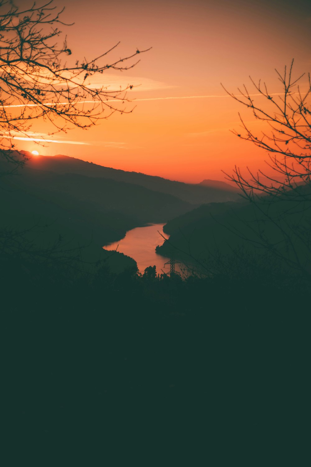 silhouette photo of trees near body of water