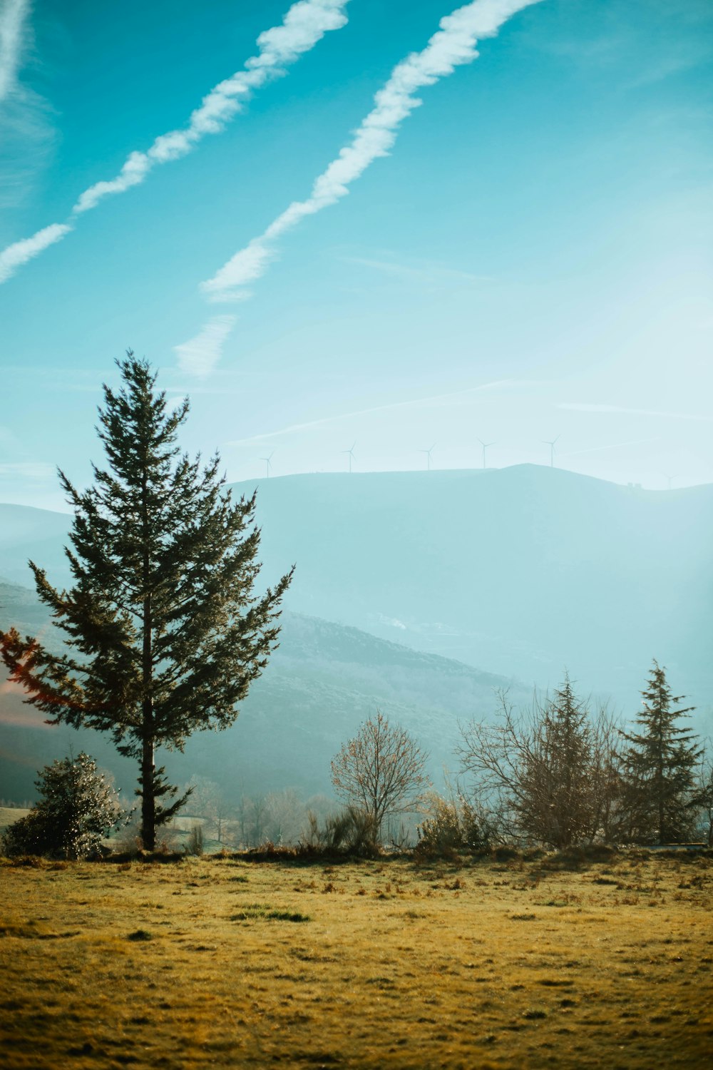 green-leafed trees under blue sky