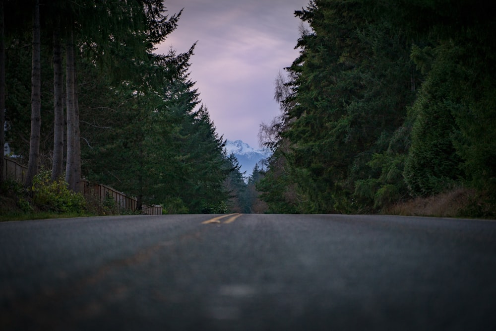 asphalt road between pine trees