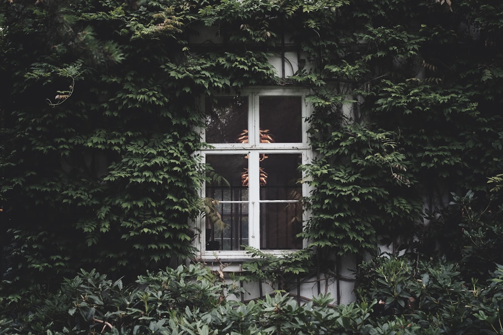 녹색 덩굴 식물로 둘러싸인 닫힌 흰색 창문