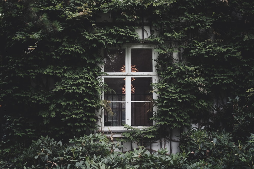 closed white window surrounded with green vine plants