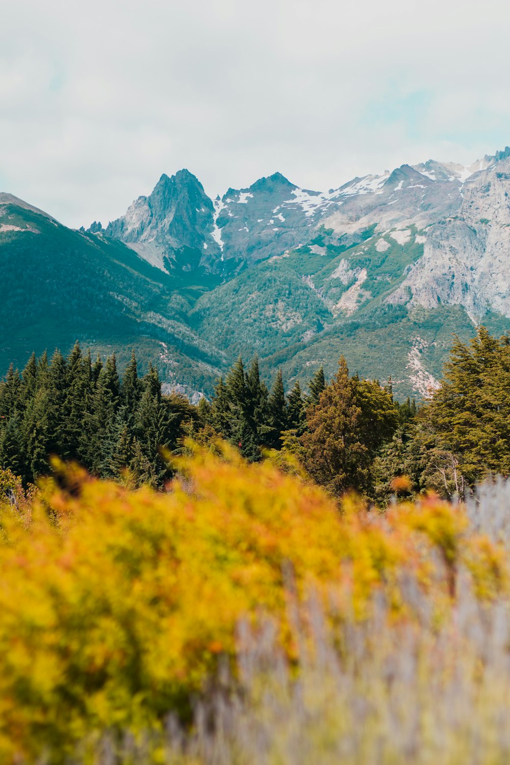 pine trees near mountain under white sky