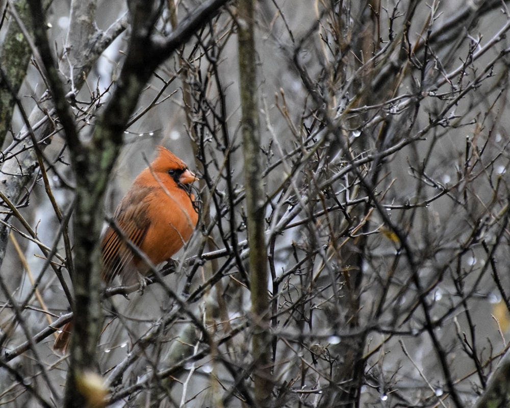 red cardinal bird perched on twigs