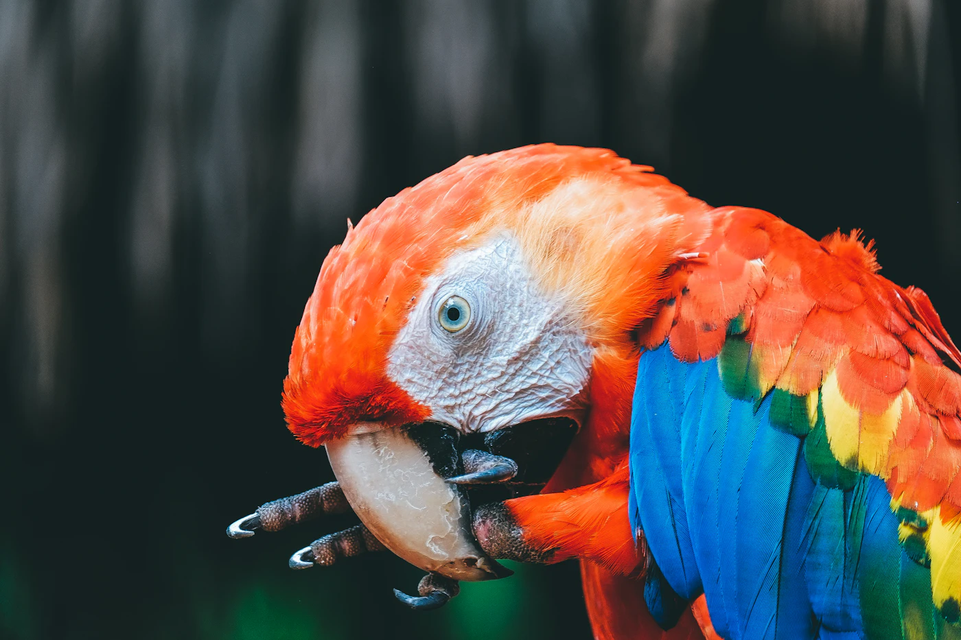 Rote Aras an einer Lehmwand in Tambopata
